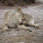 Safari ; Frau Löwe bei der Körperpflege.