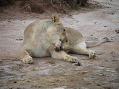 Safari ; Frau Löwe bei der Körperpflege.