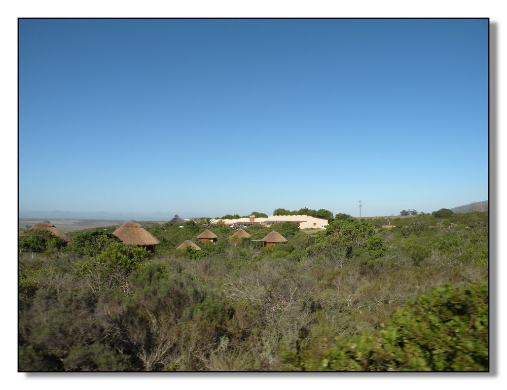 Safari ; Garden Route Game Lodge ;