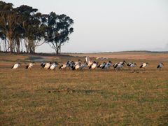 Safari ; Heilige Ibisse in der Abendsonne.