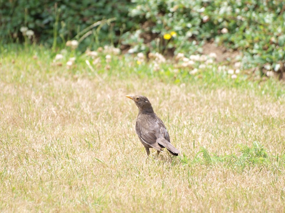 Safari im Garten