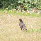 Safari im Garten