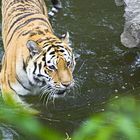 Safari im Kölner Zoo