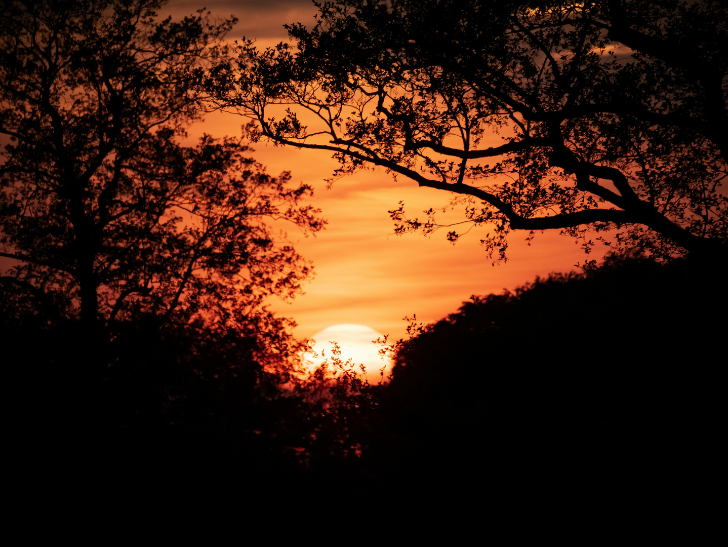 Safari im Sonnenuntergang