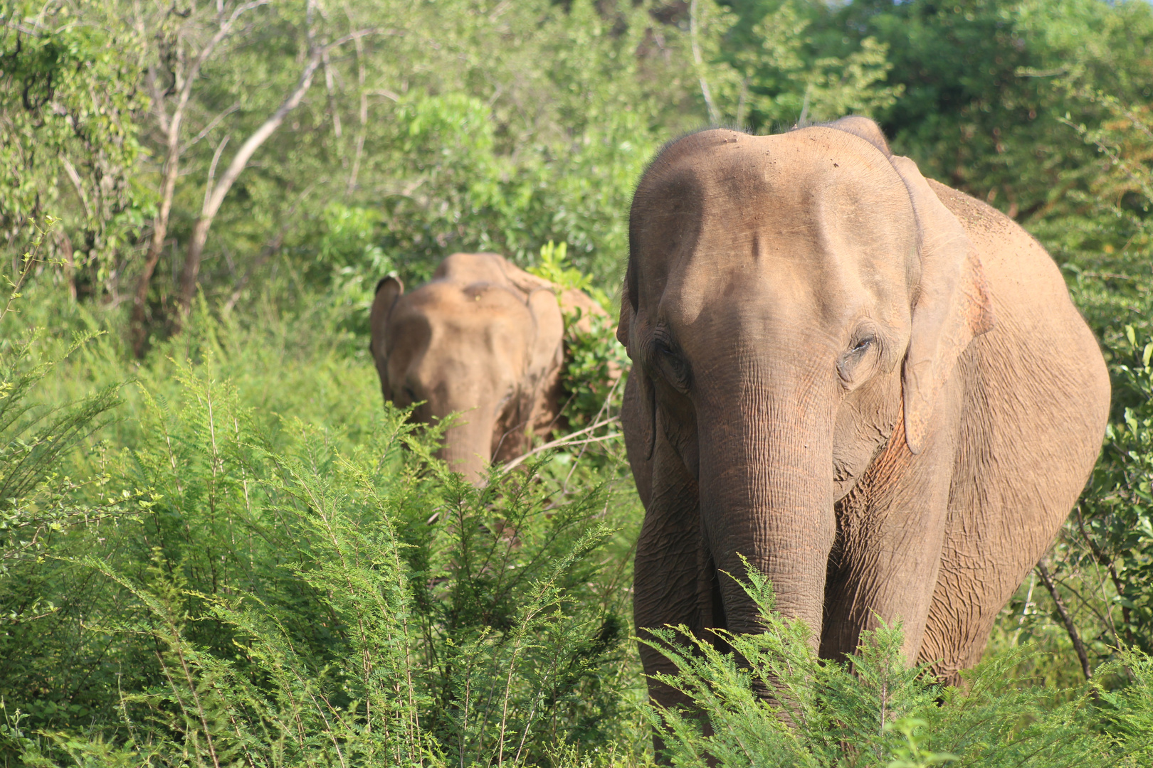 Safari im Udawalawe 