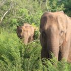 Safari im Udawalawe 