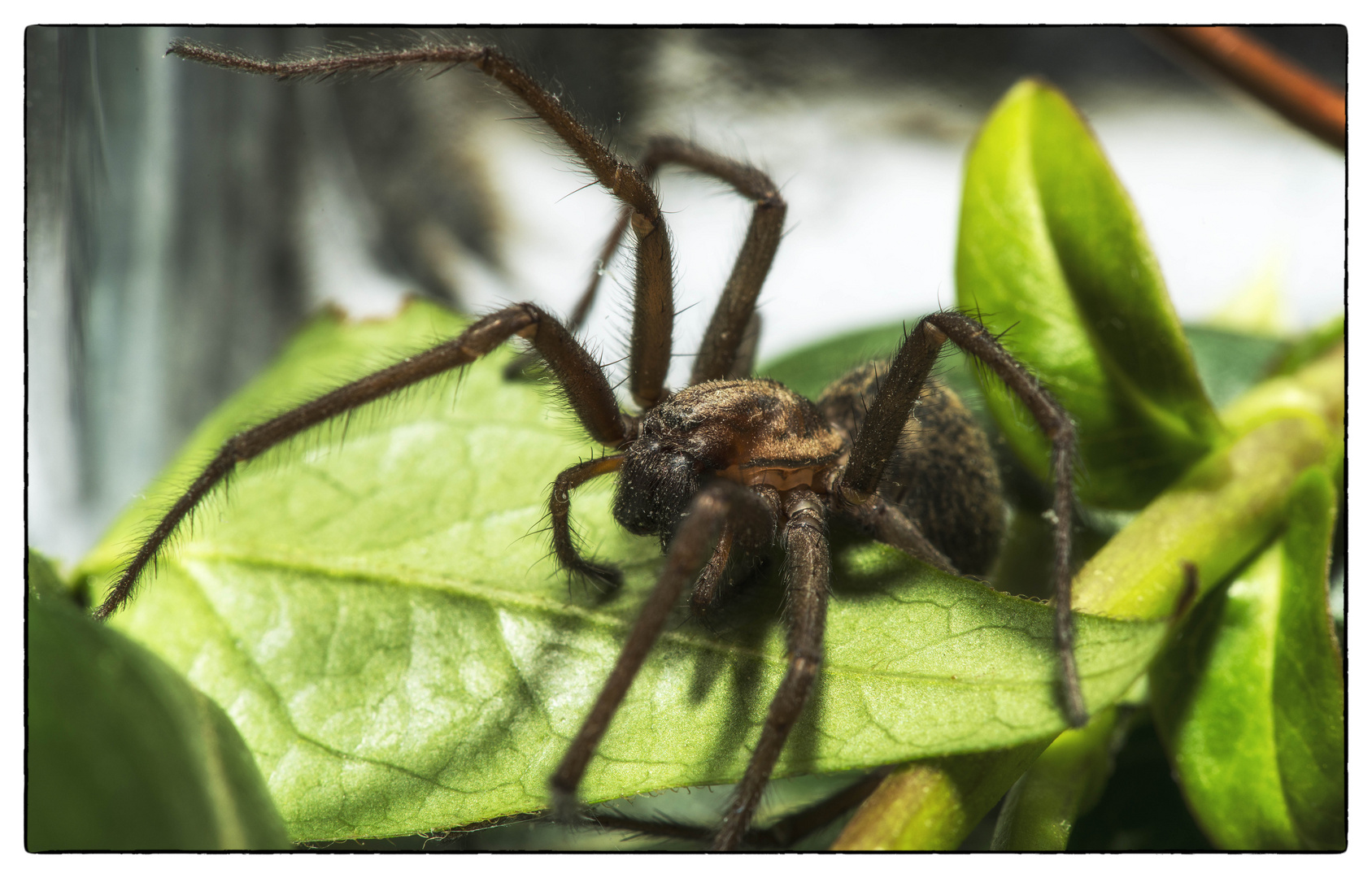 Safari im Wohnzimmer 1 Foto & Bild | tiere, wildlife, spinnen Bilder