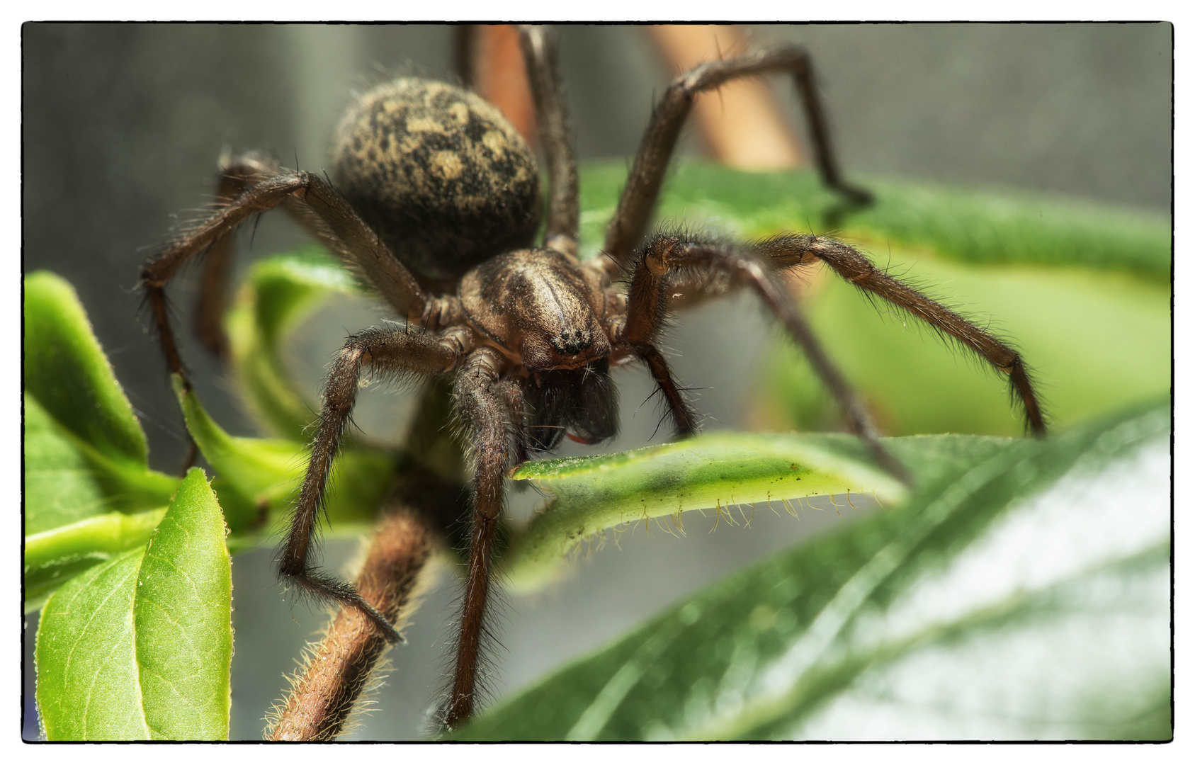 Safari im Wohnzimmer 2 Foto & Bild | tiere, wildlife, spinnen Bilder