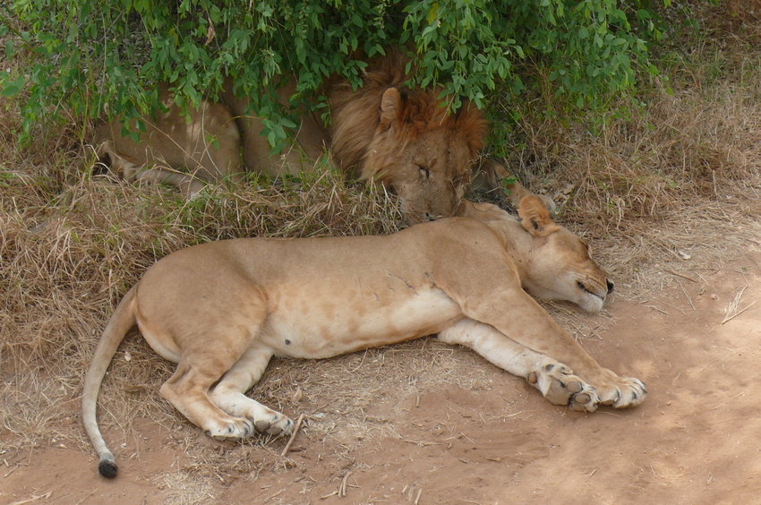 Safari Impression: Bist Du schon wieder müde?