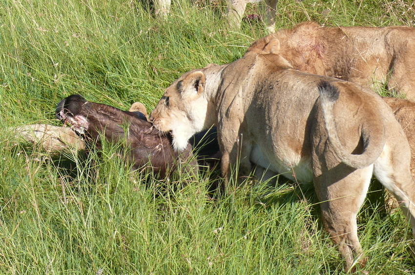 Safari Impression: Der finale Biß