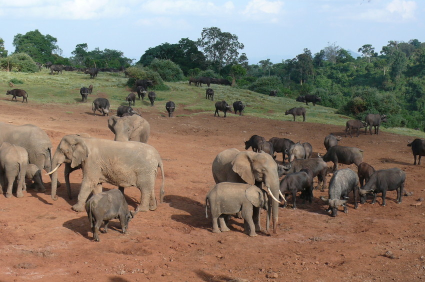 Safari Impression: Die Mischung macht's