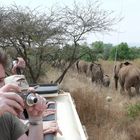 Safari Impression: Elefantengruppe zieht ganz nah vorbei (2)