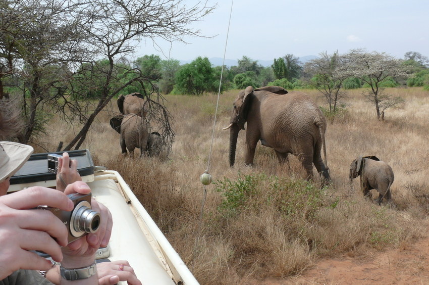 Safari Impression: Elefantengruppe zieht ganz nah vorbei