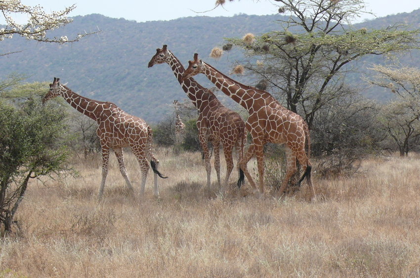 Safari Impression: Familienausflug