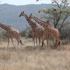 Safari Impression: Familienausflug