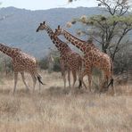 Safari Impression: Familienausflug