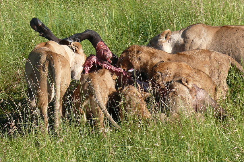 Safari Impression: Familienmahl