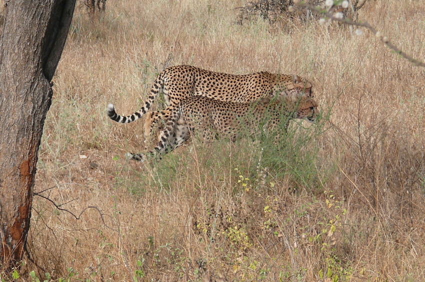 Safari Impression: Gleich zwei auf einen Streich