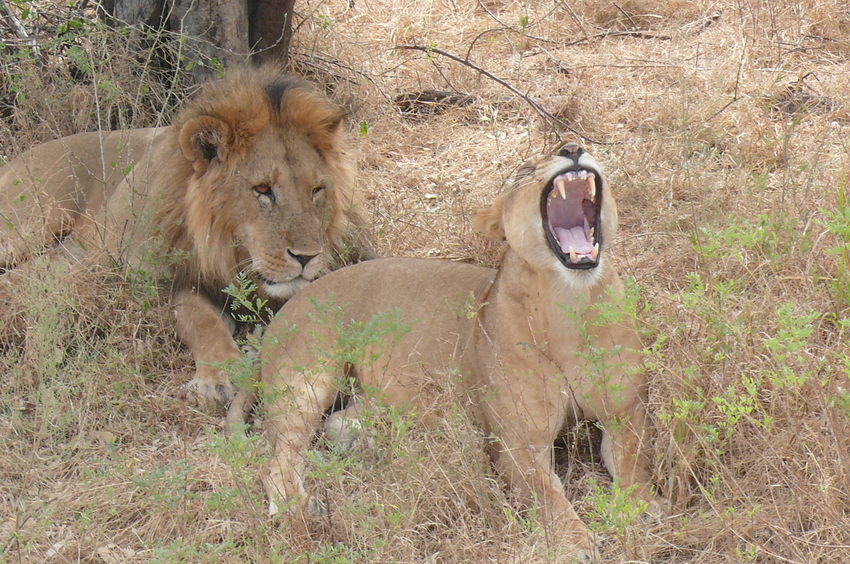 Safari Impression: Gut gebrüllt, Löwe