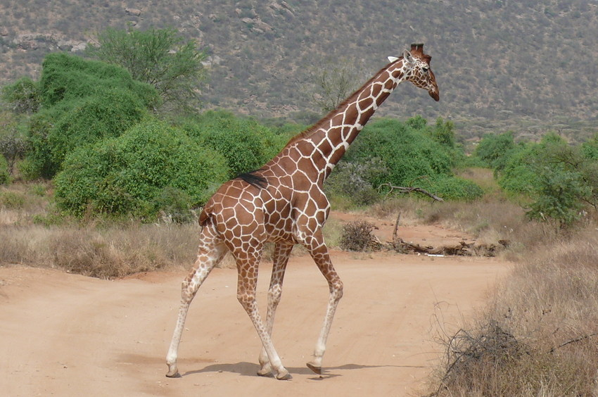 Safari Impression: Gut gezeichnet