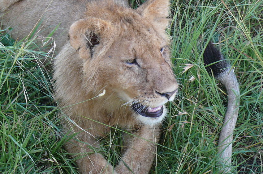 Safari Impression: Junger Löwe