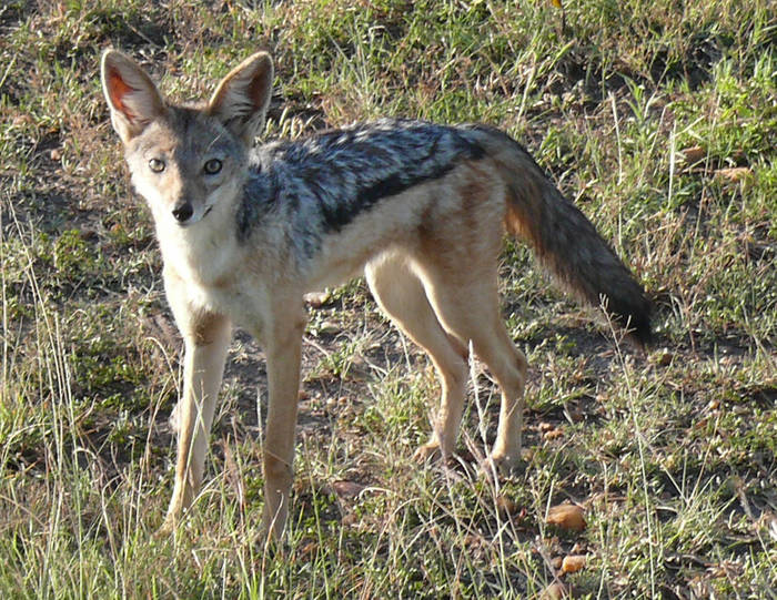 Safari Impression: Kleiner Wüstenfuchs