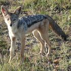 Safari Impression: Kleiner Wüstenfuchs