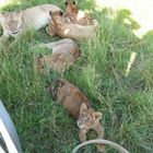 Safari Impression: Nach dem Fressen in den Schatten unseres Wagens