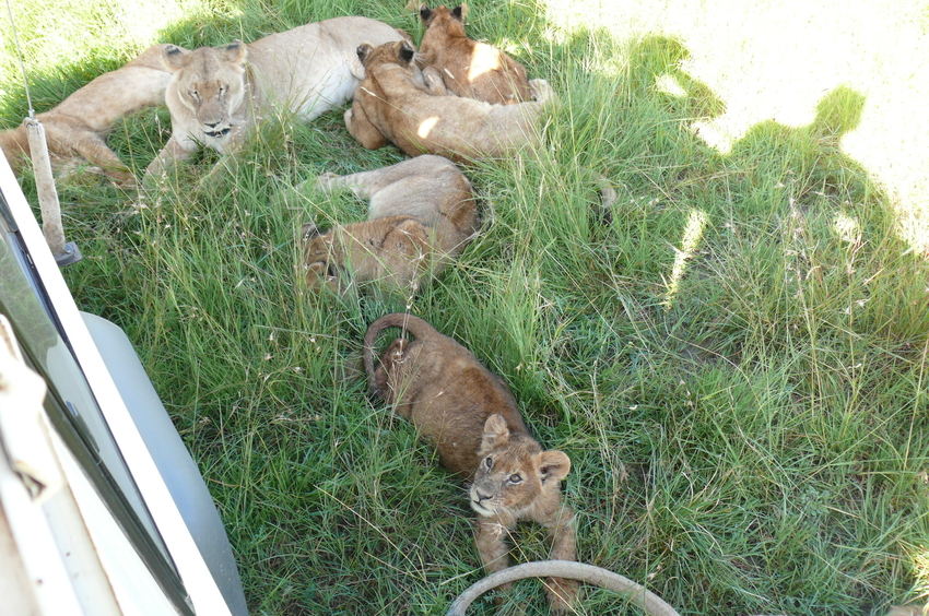 Safari Impression: Nach dem Fressen in den Schatten unseres Wagens