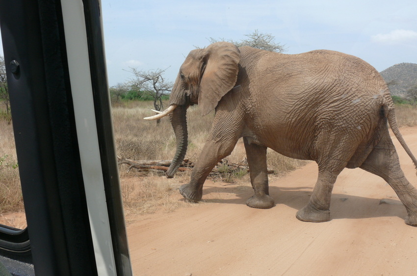 Safari Impression: Zum Gleifen nah