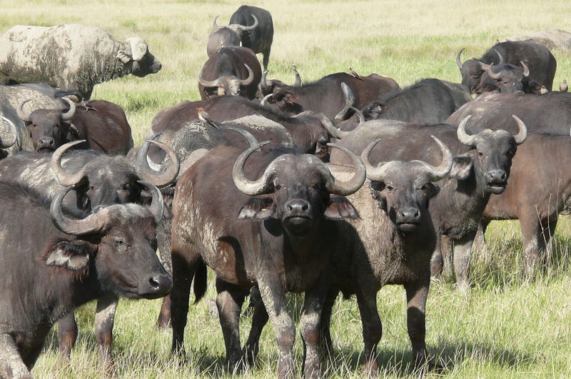 Safari-Impressionen: Büffelherde in der Massai Mara