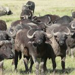 Safari-Impressionen: Büffelherde in der Massai Mara