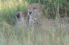 Safari-Impressionen: Gepardenpaar in der Massai Mara