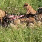 Safari-Impressionen: Löwengruppe nach Riss eines Büffels (1)