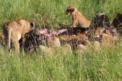 Safari-Impressionen: Löwengruppe nach Riss eines Büffels (1)