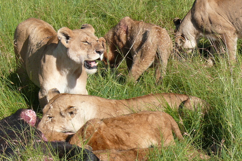 Safari-Impressionen: Löwengruppe nach Riss eines Büffels (2)