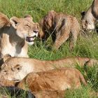 Safari-Impressionen: Löwengruppe nach Riss eines Büffels (2)