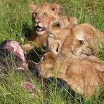 Safari-Impressionen: Löwengruppe nach Riss eines Büffels (3)