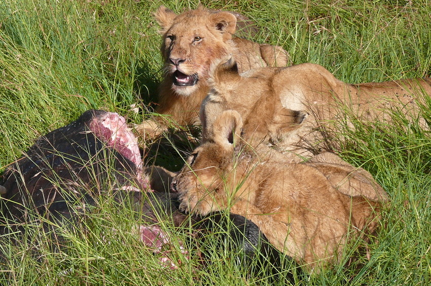 Safari-Impressionen: Löwengruppe nach Riss eines Büffels (3)