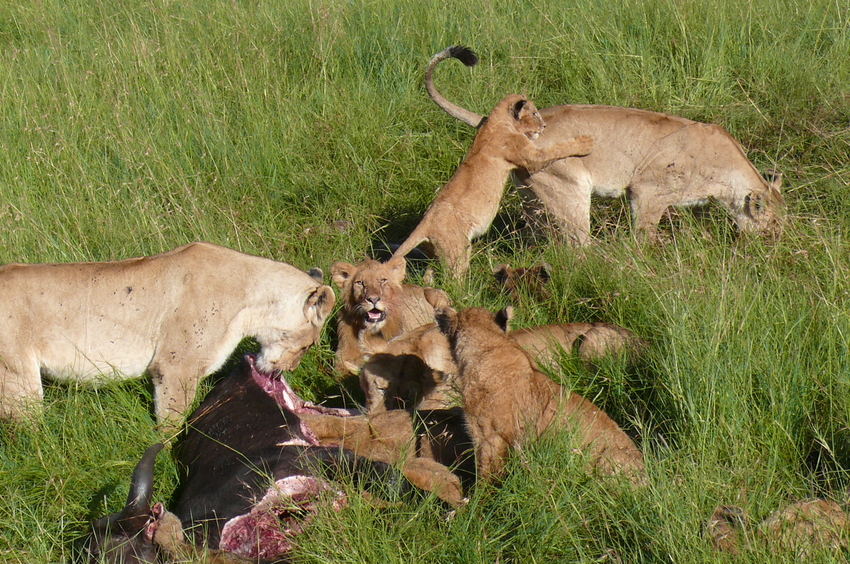 Safari-Impressionen: Löwengruppe nach Riss eines Büffels (4)