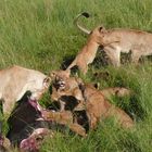 Safari-Impressionen: Löwengruppe nach Riss eines Büffels (4)