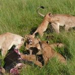 Safari-Impressionen: Löwengruppe nach Riss eines Büffels (4)