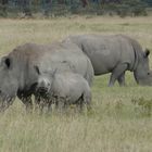 Safari-Impressionen: Nashorn-Familie