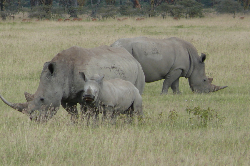 Safari-Impressionen: Nashorn-Familie