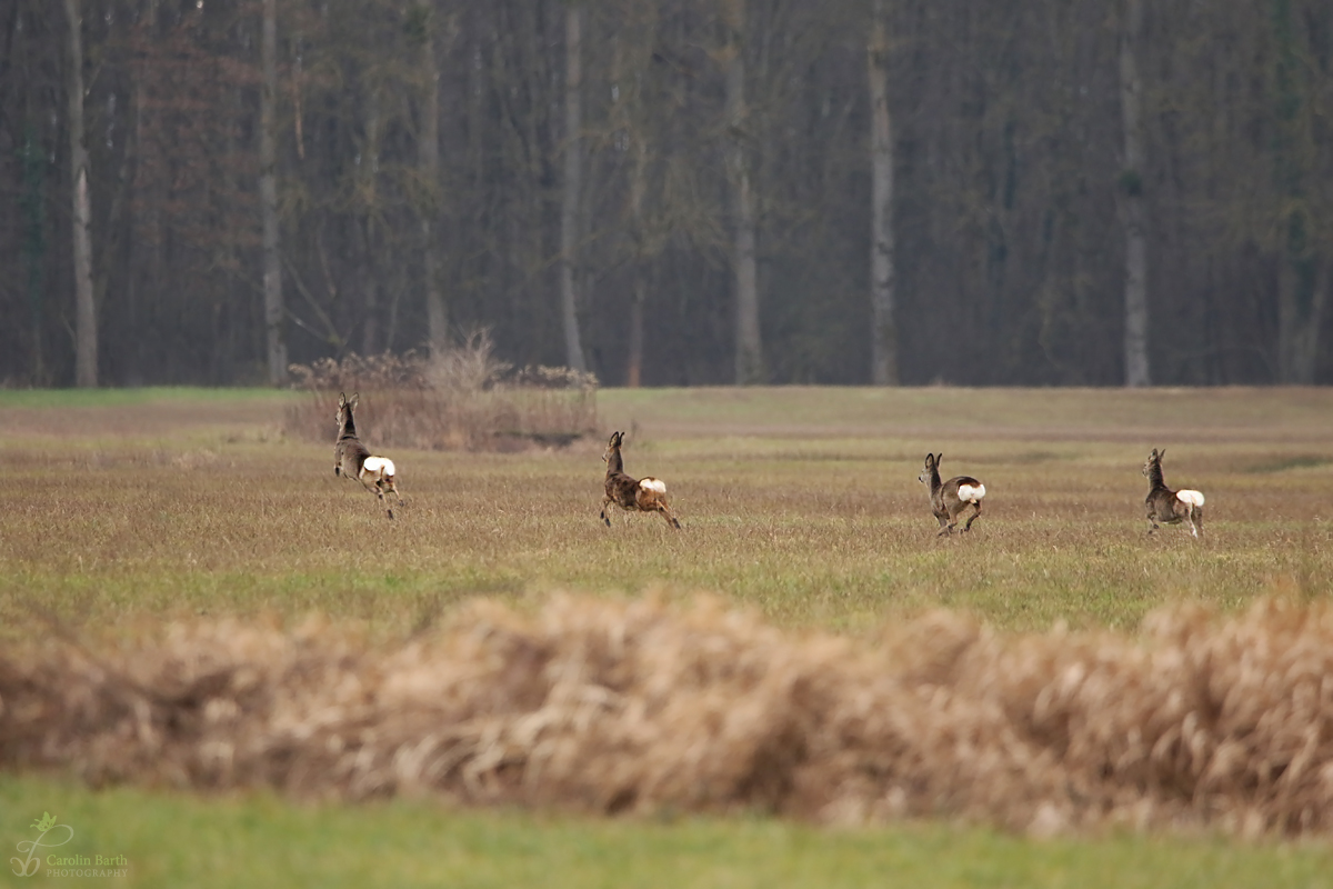 Safari in BaWü die Fünfte