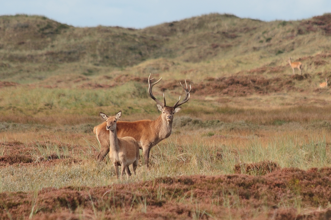 "Safari" in Dänemark