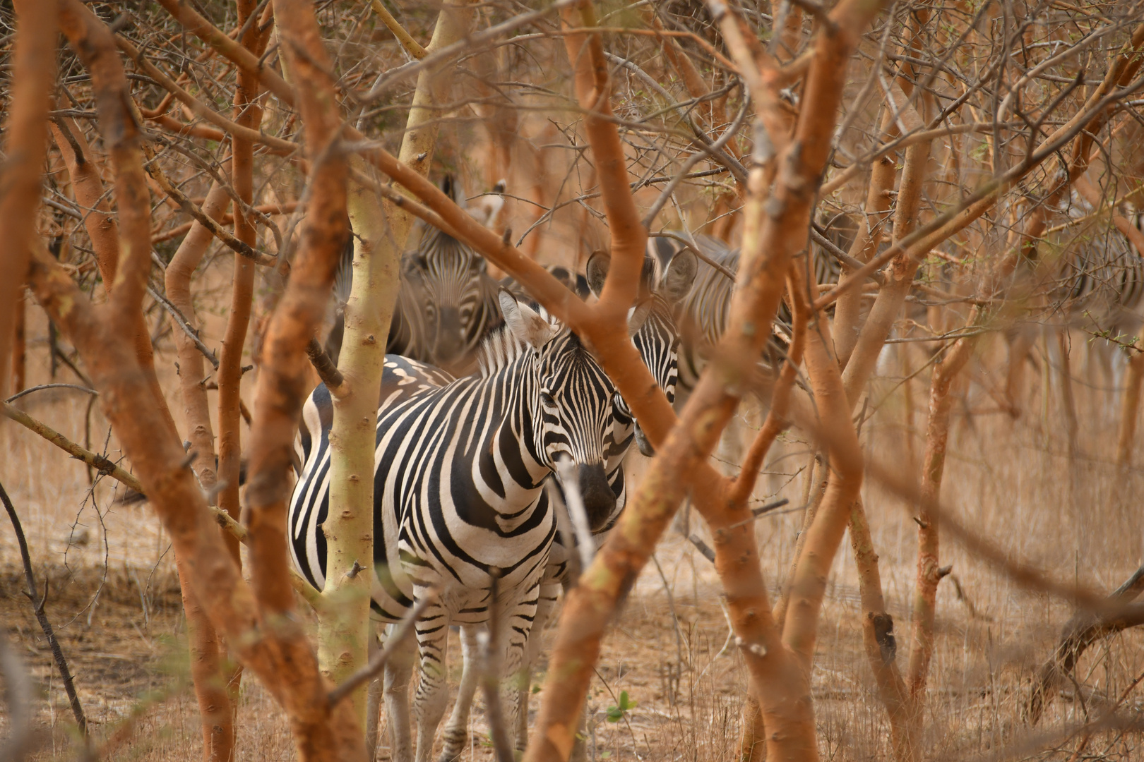 Safari in Dakar