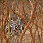 Safari in Dakar