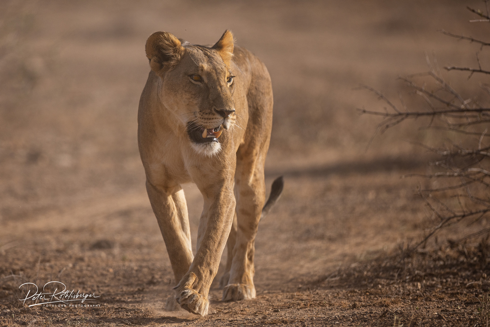 Safari in Kenia