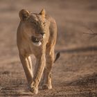 Safari in Kenia